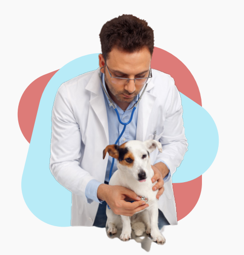 Veterinario