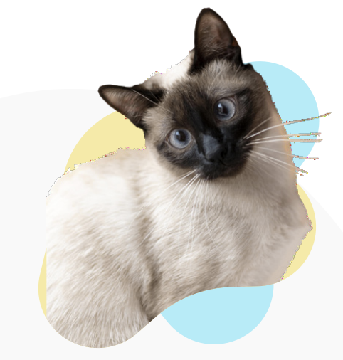 Gato siamés