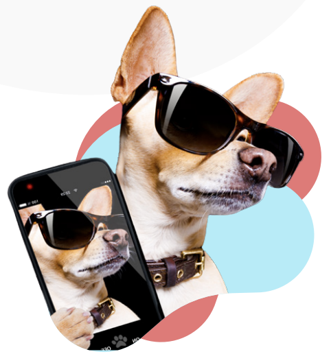 Perro con móvil